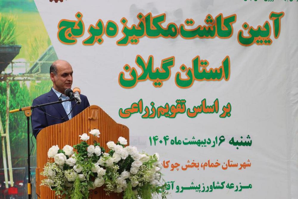 آغاز کشت برنج در ۲۳۸ هزار هکتار از اراضی گیلان