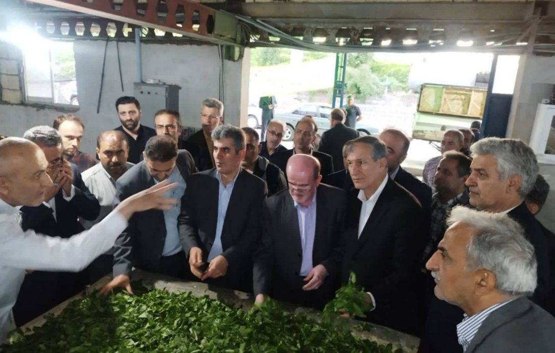 بازدید معاون باغبانی وزیر جهاد کشاورزی از باغات چای منطقه فومنات و شرق گیلان