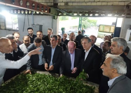 بازدید معاون باغبانی وزیر جهاد کشاورزی از باغات چای منطقه فومنات و شرق گیلان