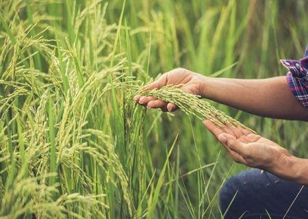 خوشه دهی برنج در ۶۰ درصد اراضی شالیزاری گیلان