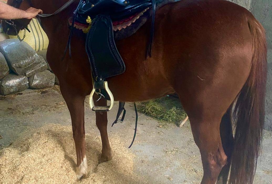 اسب حیوان نجیبی ست