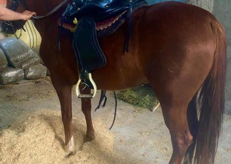 اسب حیوان نجیبی ست