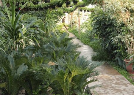 اشتغال بالغ بر ۴۰۰۰ نفر در حوزه پرورش گل و گیاه زینتی گیلان