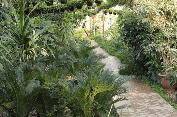 اشتغال بالغ بر ۴۰۰۰ نفر در حوزه پرورش گل و گیاه زینتی گیلان